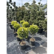 Купрессоципарис Лейланда «Голд Райдер» (Cupressocyparis leylandii 'Gold Rider')  чупа чупс 70-80 см